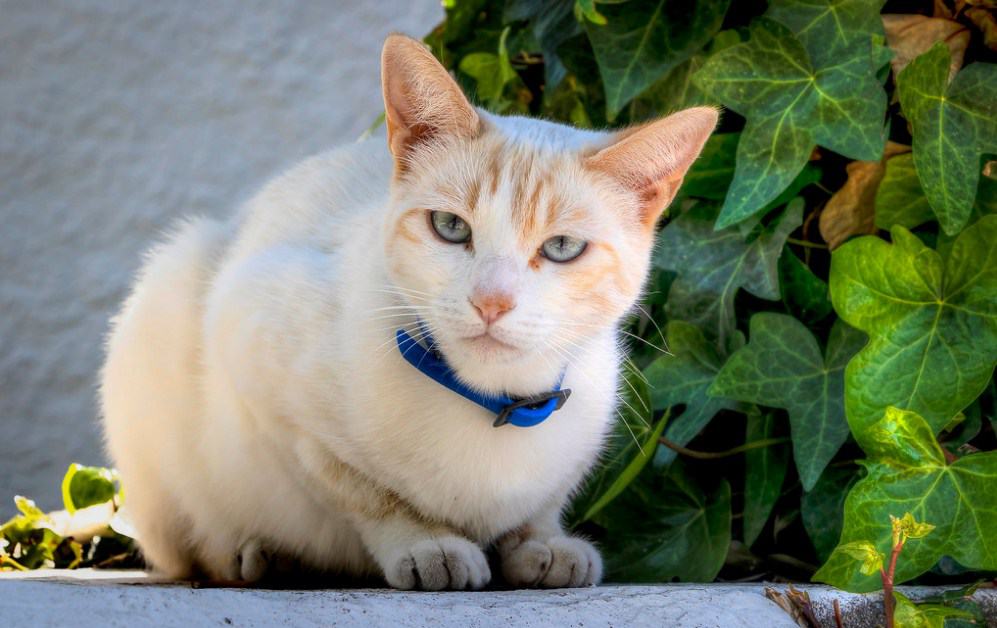 precioso gato blanco con collar