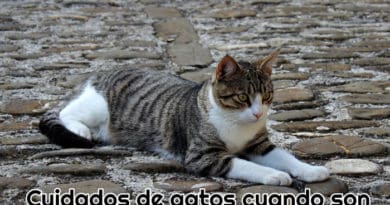 un-gato-adulto-tumbado-en-la-calle