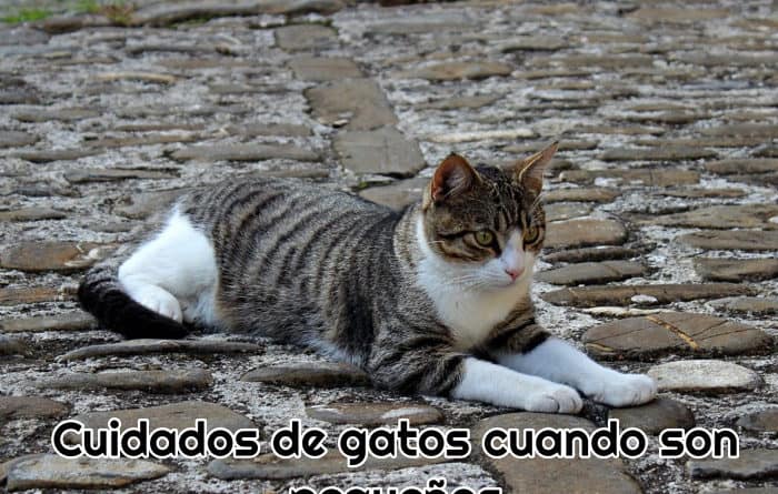 un-gato-adulto-tumbado-en-la-calle