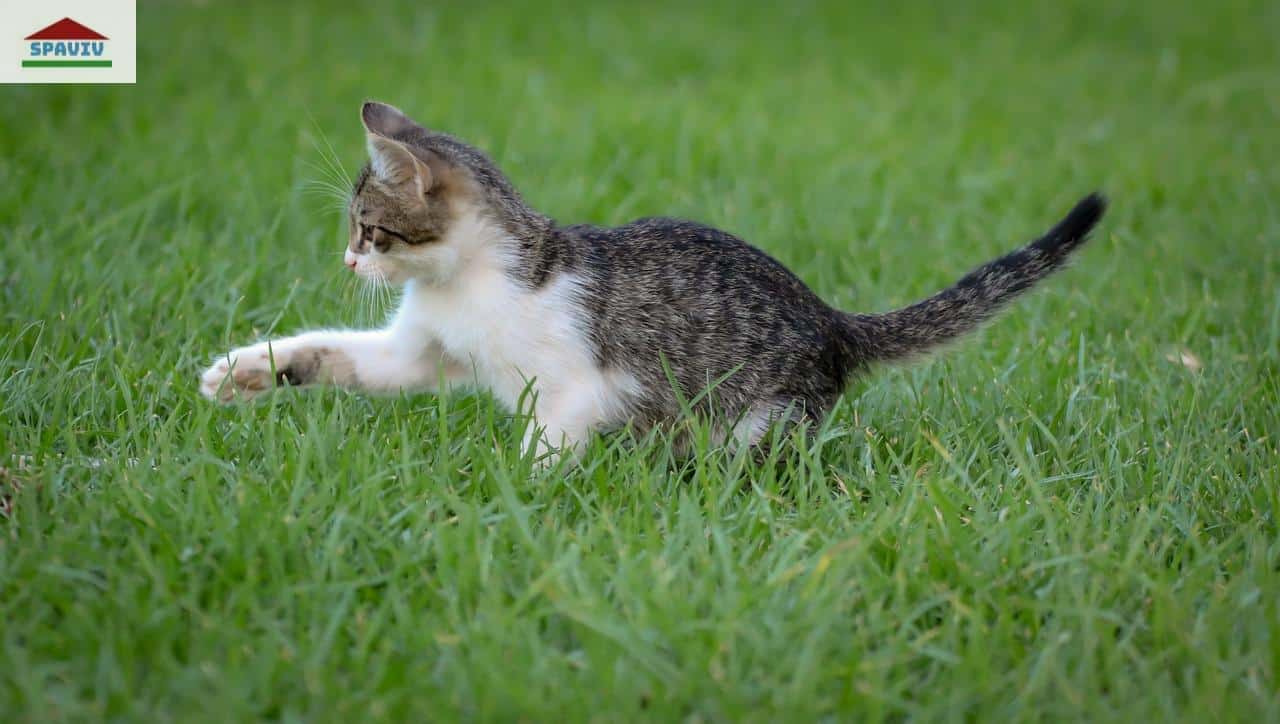 gato saludable