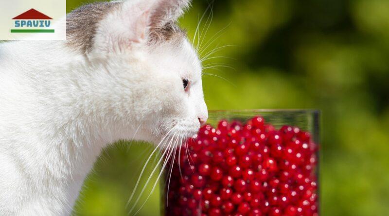 gato en estado saludable