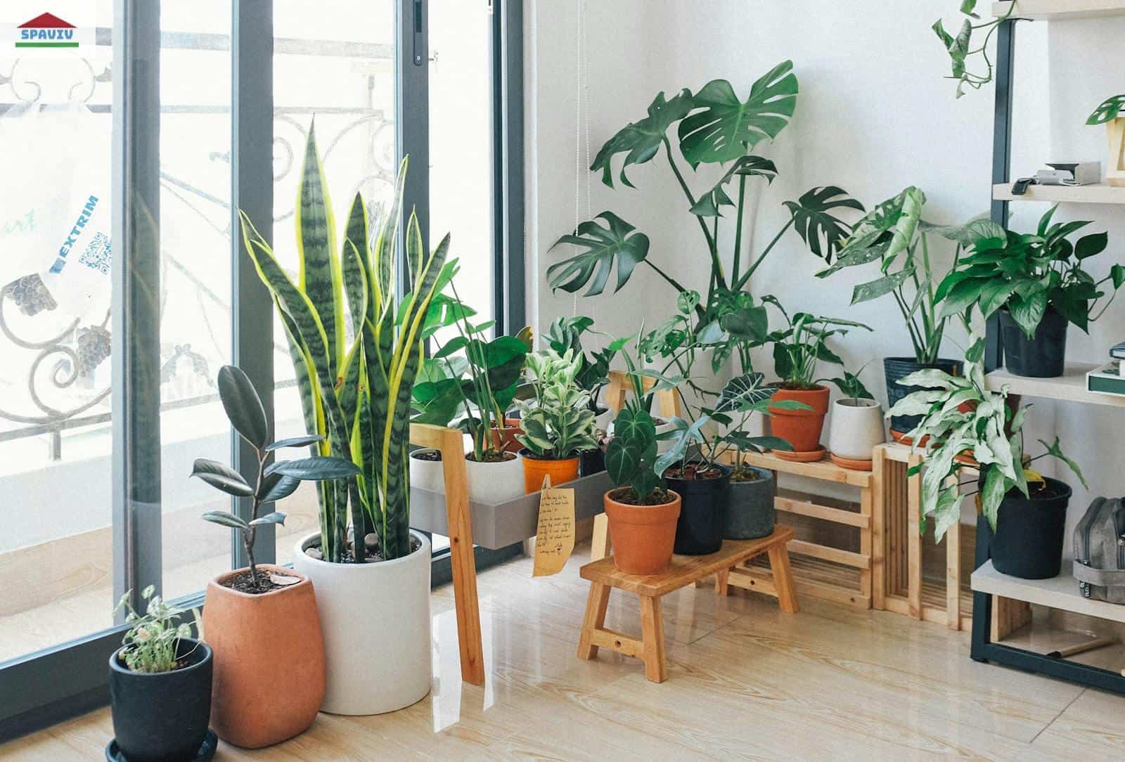 A vibrant collection of indoor plants in a cozy and modern room.